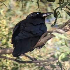 Corvus mellori at Lilydale, VIC - 28 Oct 2023 06:13 PM