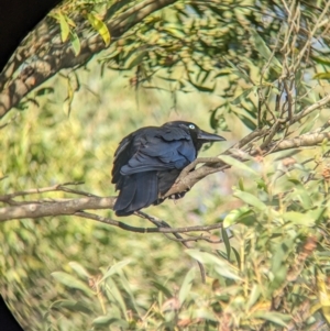 Corvus mellori at Lilydale, VIC - 28 Oct 2023 06:13 PM