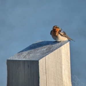 Hirundo neoxena at Lilydale, VIC - 28 Oct 2023