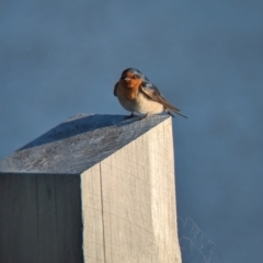 Hirundo neoxena at Lilydale, VIC - 28 Oct 2023 06:21 PM