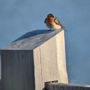 Hirundo neoxena at Lilydale, VIC - 28 Oct 2023 06:21 PM