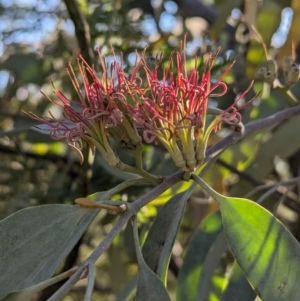 Amyema quandang var. quandang at Lilydale, VIC - 28 Oct 2023