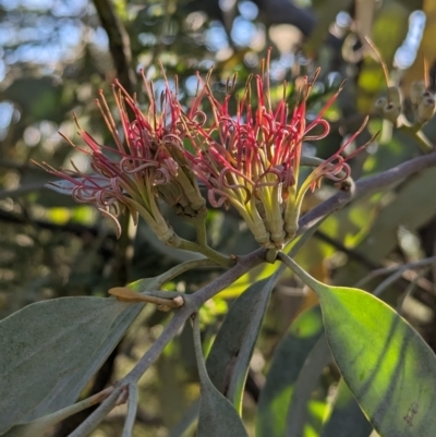 Amyema quandang var. quandang (Grey Mistletoe) at Lilydale, VIC - 28 Oct 2023 by Darcy