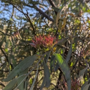 Amyema quandang var. quandang at Lilydale, VIC - 28 Oct 2023