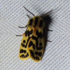 Ardices curvata (Crimson Tiger Moth) at Braidwood, NSW - 31 Oct 2023 by MatthewFrawley