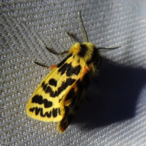 Ardices curvata at Braidwood, NSW - 31 Oct 2023