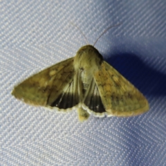 Helicoverpa punctigera (Native Budworm) at Braidwood, NSW - 31 Oct 2023 by MatthewFrawley