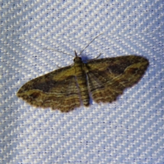 Chloroclystis filata (Filata Moth, Australian Pug Moth) at Braidwood, NSW - 31 Oct 2023 by MatthewFrawley