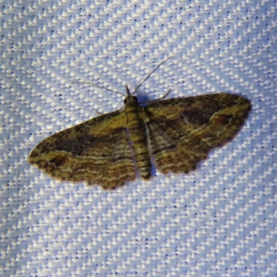 Chloroclystis filata (Filata Moth, Australian Pug Moth) at Braidwood, NSW - 31 Oct 2023 by MatthewFrawley