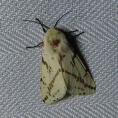 Ardices canescens (Dark-spotted Tiger Moth) at Braidwood, NSW - 31 Oct 2023 by MatthewFrawley