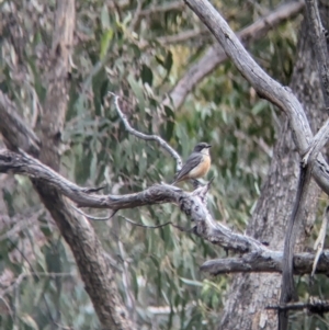 Pachycephala rufiventris at Nutfield, VIC - 30 Oct 2023