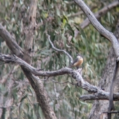 Pachycephala rufiventris at Nutfield, VIC - 30 Oct 2023