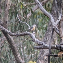 Pachycephala rufiventris at Nutfield, VIC - 30 Oct 2023