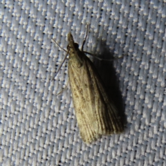 Eudonia cleodoralis (A Crambid moth) at QPRC LGA - 31 Oct 2023 by MatthewFrawley