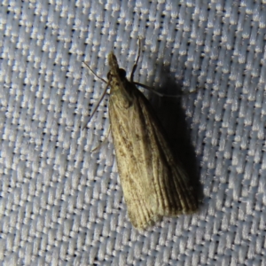 Eudonia cleodoralis at Braidwood, NSW - 31 Oct 2023 08:44 PM