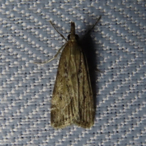 Eudonia cleodoralis at Braidwood, NSW - 31 Oct 2023 08:44 PM