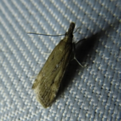 Eudonia cleodoralis at Braidwood, NSW - 31 Oct 2023 08:44 PM