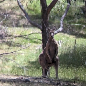 Macropus giganteus at Nutfield, VIC - 30 Oct 2023 02:54 PM