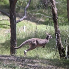 Macropus giganteus at Nutfield, VIC - 30 Oct 2023