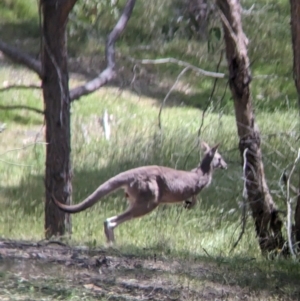 Macropus giganteus at Nutfield, VIC - 30 Oct 2023 02:54 PM