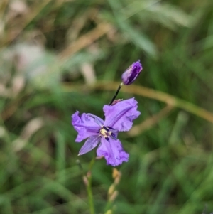 Arthropodium strictum at Nutfield, VIC - 30 Oct 2023