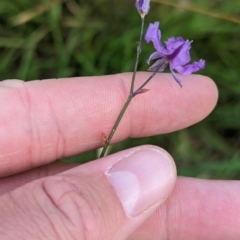 Arthropodium strictum at Nutfield, VIC - 30 Oct 2023 03:03 PM