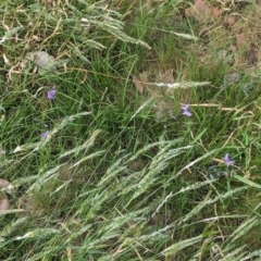 Arthropodium strictum at Nutfield, VIC - 30 Oct 2023