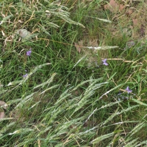 Arthropodium strictum at Nutfield, VIC - 30 Oct 2023