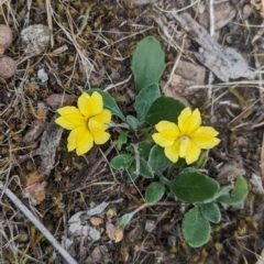 Goodenia blackiana (Black's Goodenia) at Nutfield, VIC - 30 Oct 2023 by Darcy