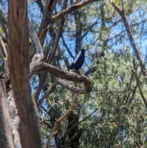 Gymnorhina tibicen at Kinglake West, VIC - 29 Oct 2023