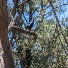 Gymnorhina tibicen at Kinglake West, VIC - 29 Oct 2023