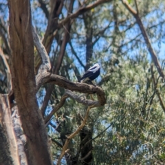 Gymnorhina tibicen at Kinglake West, VIC - 29 Oct 2023