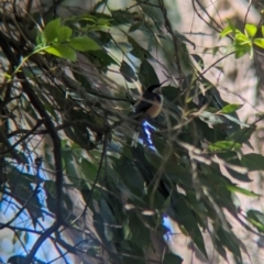 Acanthorhynchus tenuirostris (Eastern Spinebill) at Kinglake West, VIC - 29 Oct 2023 by Darcy