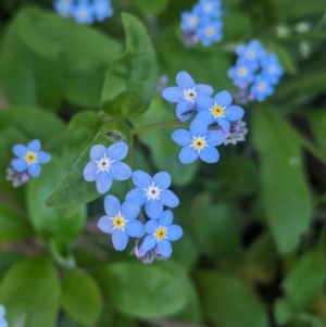 Myosotis laxa subsp. caespitosa at Kinglake, VIC - 29 Oct 2023