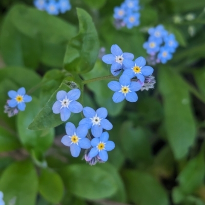 Myosotis laxa subsp. caespitosa (Water Forget-me-not) at Kinglake, VIC - 29 Oct 2023 by Darcy