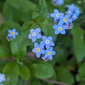 Myosotis laxa subsp. caespitosa at Kinglake, VIC - 29 Oct 2023