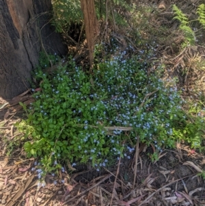 Myosotis laxa subsp. caespitosa at Kinglake, VIC - 29 Oct 2023