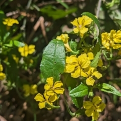 Goodenia ovata (Hop Goodenia) at Kinglake, VIC - 29 Oct 2023 by Darcy