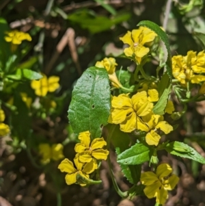 Goodenia ovata at Kinglake, VIC - 29 Oct 2023
