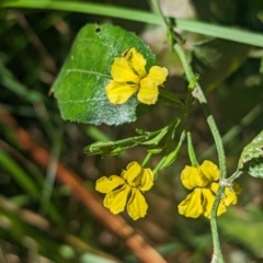 Goodenia ovata at Kinglake, VIC - 29 Oct 2023 03:11 PM