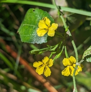 Goodenia ovata at Kinglake, VIC - 29 Oct 2023 03:11 PM