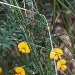 Pultenaea forsythiana (Prickly Beauty) at Kinglake, VIC - 29 Oct 2023 by Darcy