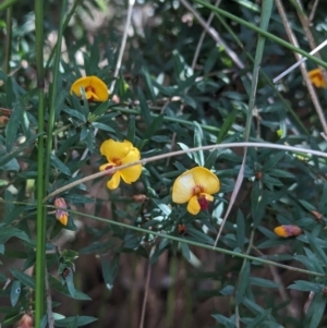 Pultenaea forsythiana at Kinglake, VIC - 29 Oct 2023