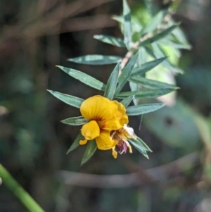 Pultenaea forsythiana at Kinglake, VIC - 29 Oct 2023