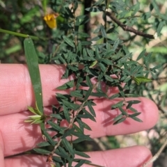 Pultenaea forsythiana at Kinglake, VIC - 29 Oct 2023