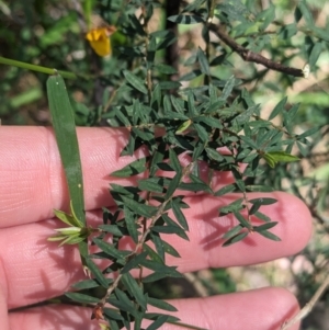 Pultenaea forsythiana at Kinglake, VIC - 29 Oct 2023