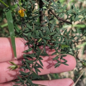 Pultenaea forsythiana at Kinglake, VIC - 29 Oct 2023