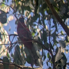 Platycercus elegans (Crimson Rosella) at Kinglake National Park - 29 Oct 2023 by Darcy