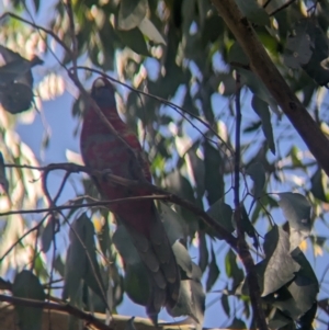 Platycercus elegans at Kinglake, VIC - 29 Oct 2023 03:58 PM