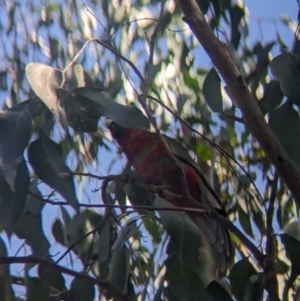 Platycercus elegans at Kinglake, VIC - 29 Oct 2023 03:58 PM